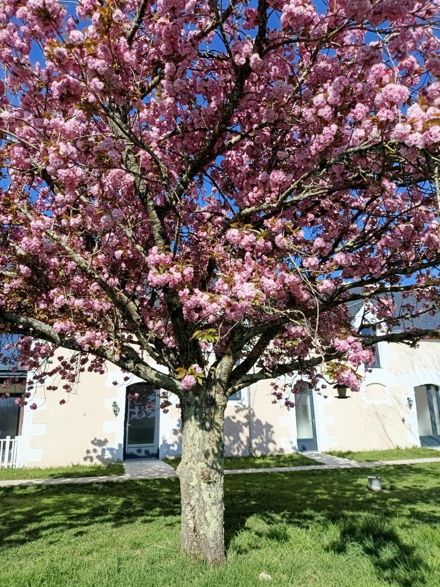 Les Chambres D'Emma Le Liege Bagian luar foto